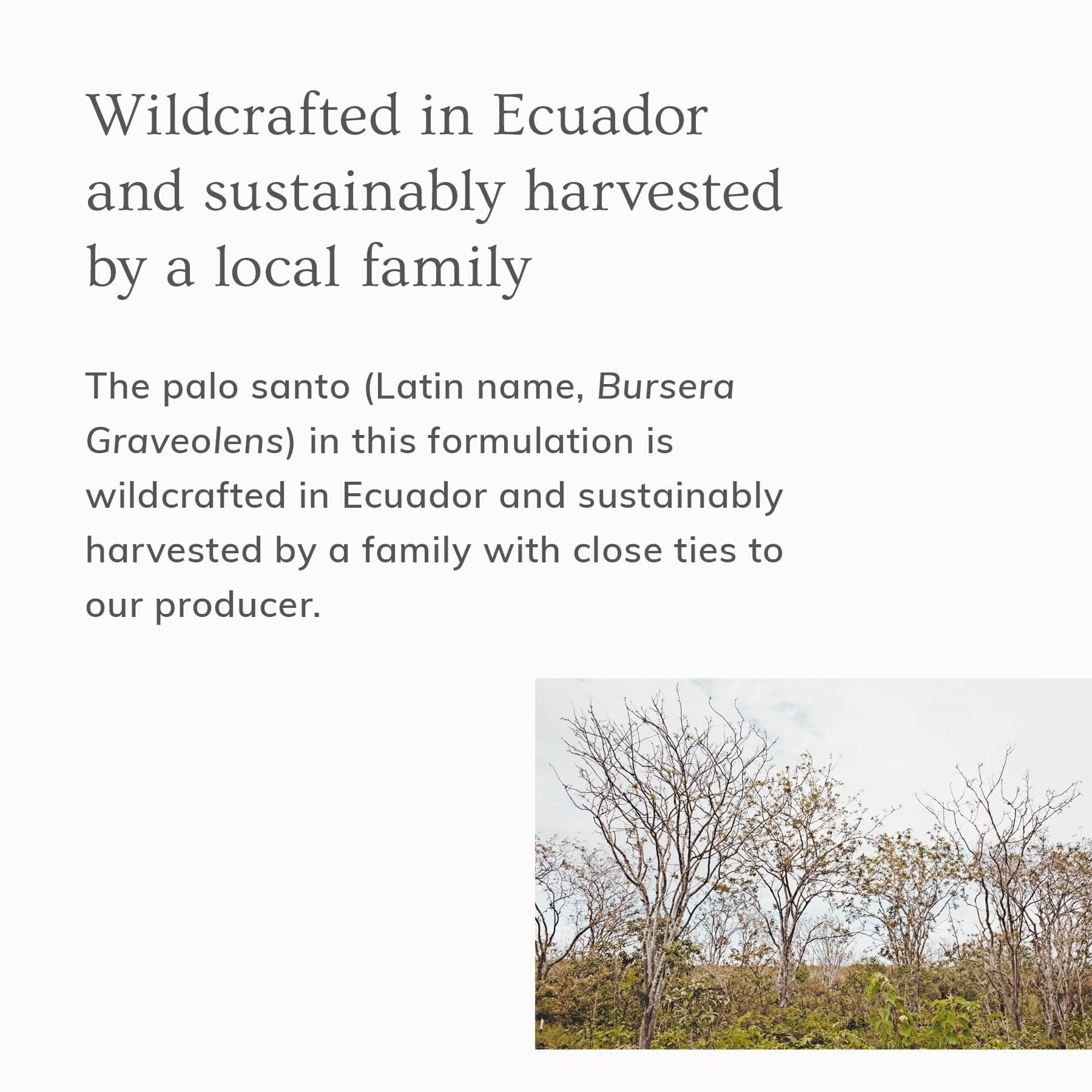 PaloSanto_Graphic2_d6a82c86-4b79-4754-97be-7e05d7cd9d1a.jpg